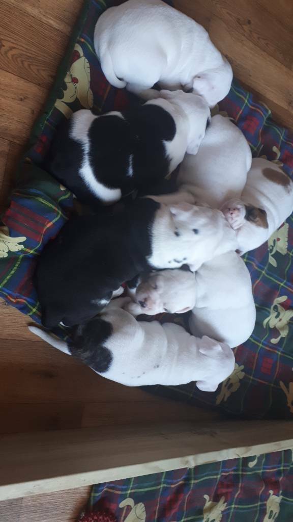 old tyme bulldog cross staffy